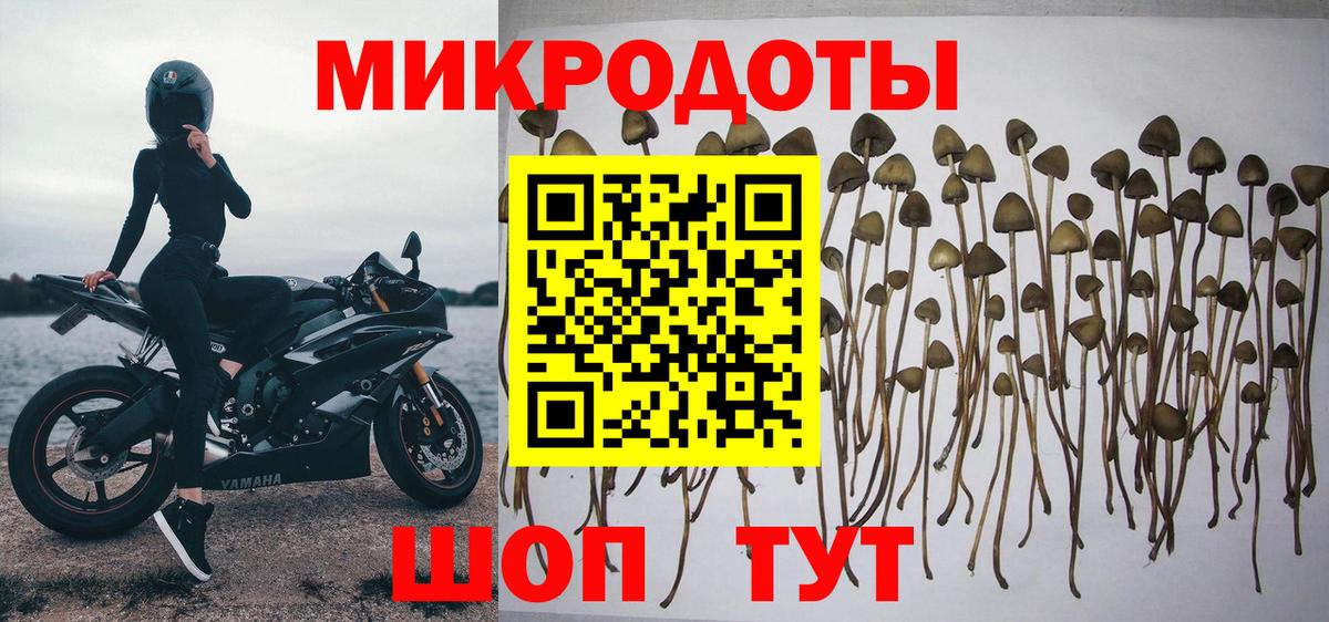 Кондопога  Псилоцибиновые грибы Psilocybe  Вход с VPN 